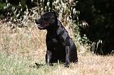 STAFFIE 414